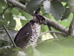 Micrastur semitorquatus