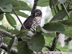 Micrastur semitorquatus