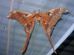 Coscinocera hercules