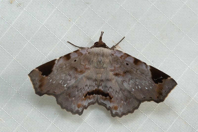 Mecodina violacea