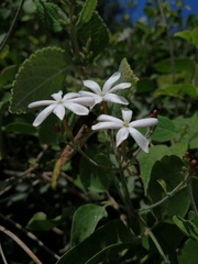 Jasminum fluminense