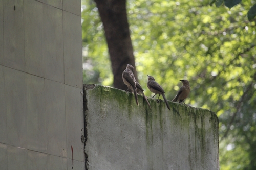Large Grey Babbler