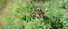 Zanthoxylum schinifolium