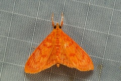 Hyalobathra