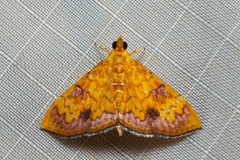 Isocentris filalis