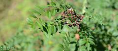 Zanthoxylum schinifolium