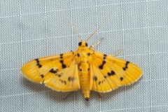Dichocrocis