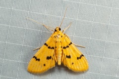 Dichocrocis
