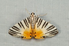 Dichocrocis