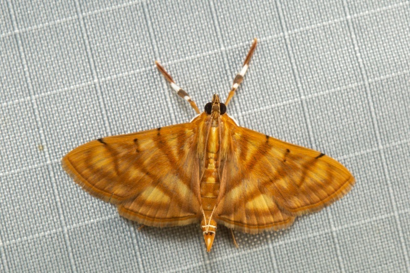Pagyda calida