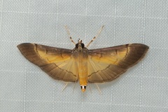 Bacotoma