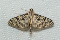 Rhimphalea