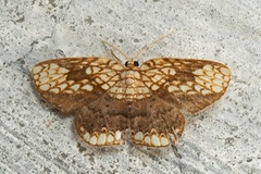 Drapetodes nummularia