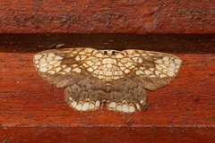 Drapetodes nummularia
