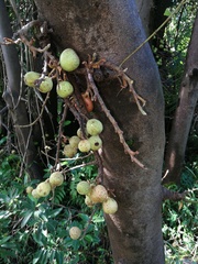 Image of Ficus sur