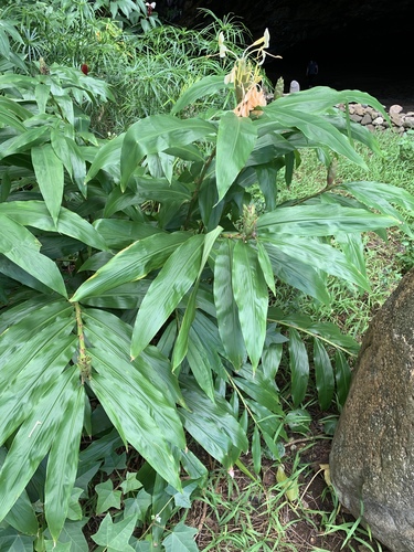 Hedychium flavescens