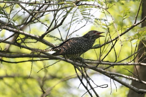 Asian Koel