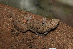 Pachydactylus capensis