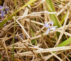 Dianella brevicaulis