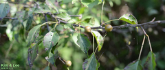 Pyrus pyrifolia