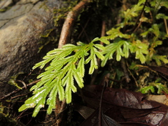 Selaginella longipinna