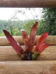 Dipterocarpaceae