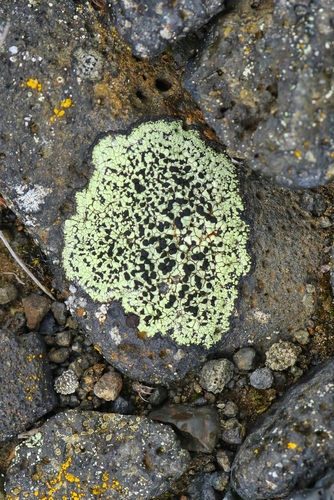 zemepisník lekanorovitý (Rhizocarpon lecanorinum)