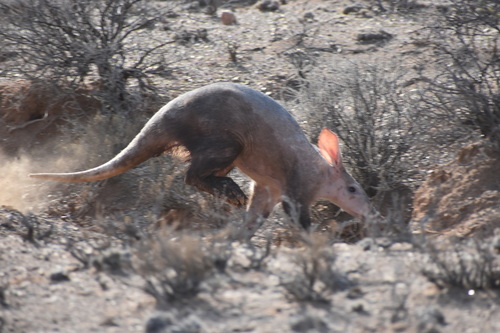 Aardvark