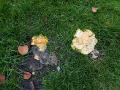 Laetiporus sulphureus