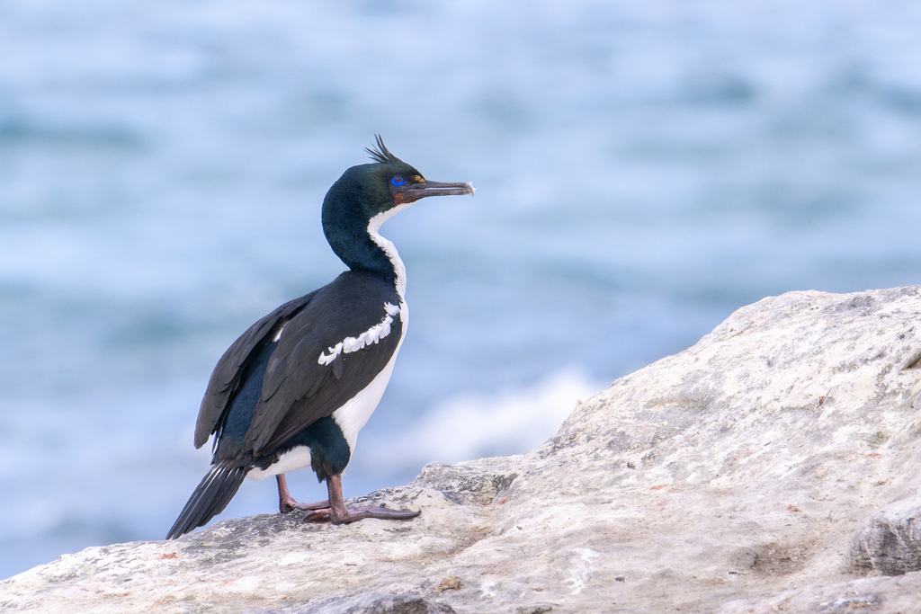 Otago Shag