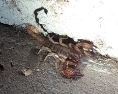 Urodacus armatus