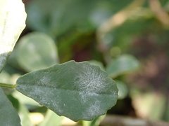 Erysiphe trifoliorum