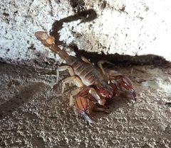 Urodacus armatus