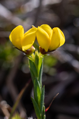 Liparia angustifolia