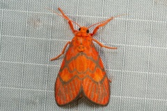 Sarbine flavodiscalis