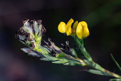 Liparia angustifolia