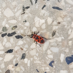 Pyrrhocoris apterus