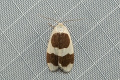 Garudinia biplagiata