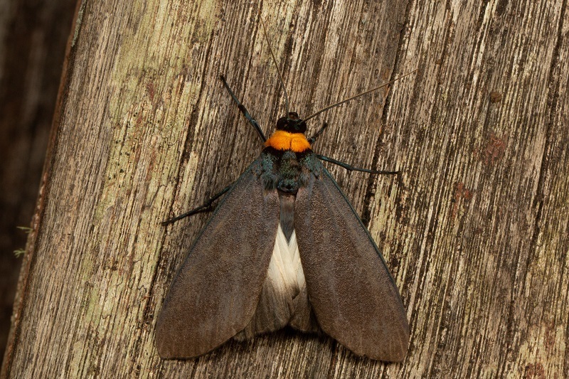Macrobrochis volzi