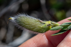 Liparia angustifolia