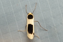 Thysanoptyx