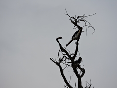 Anthracoceros coronatus