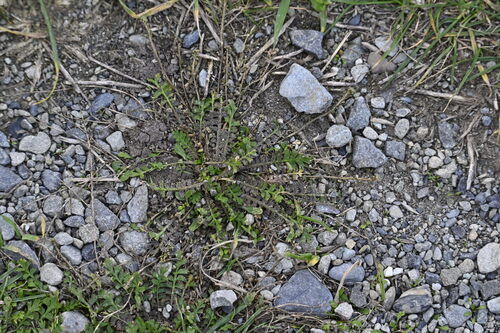 Shore Cress (Lepidium tenuicaule)