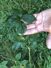 Rubus argutus