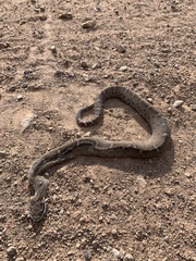 Crotalus willardi willardi