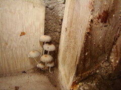 Fungi