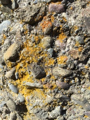 Flavoplaca citrina