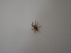 Araneae