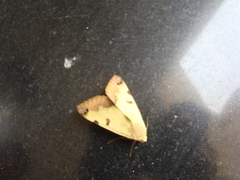 Lepidoptera