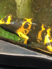 Dendrobates leucomelas